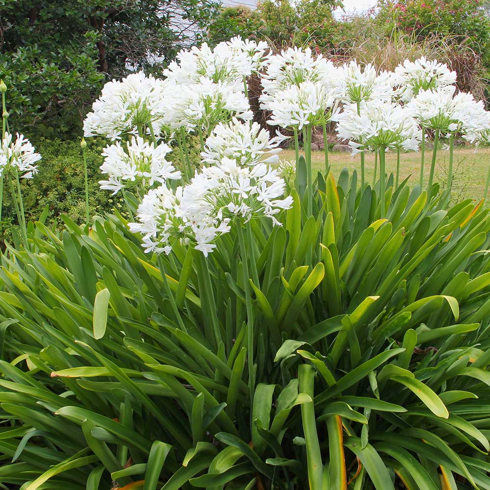 Agapanthus africanus 'Albus' image