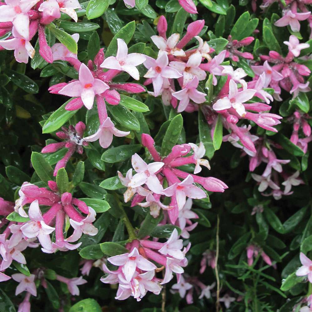 Daphne x transatlantica 'Pink Fragrance' image