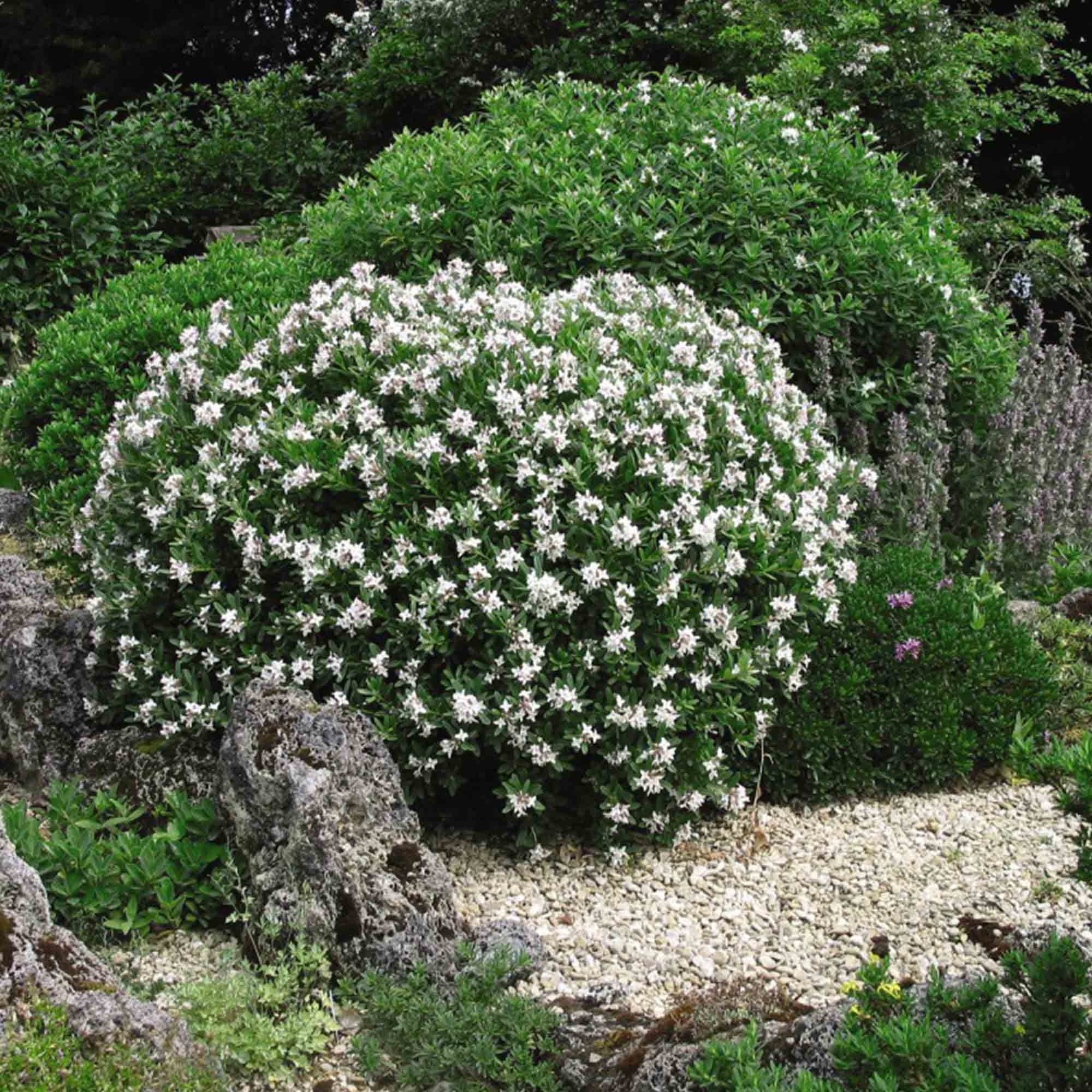 Image of Daphne transatlantica shrub