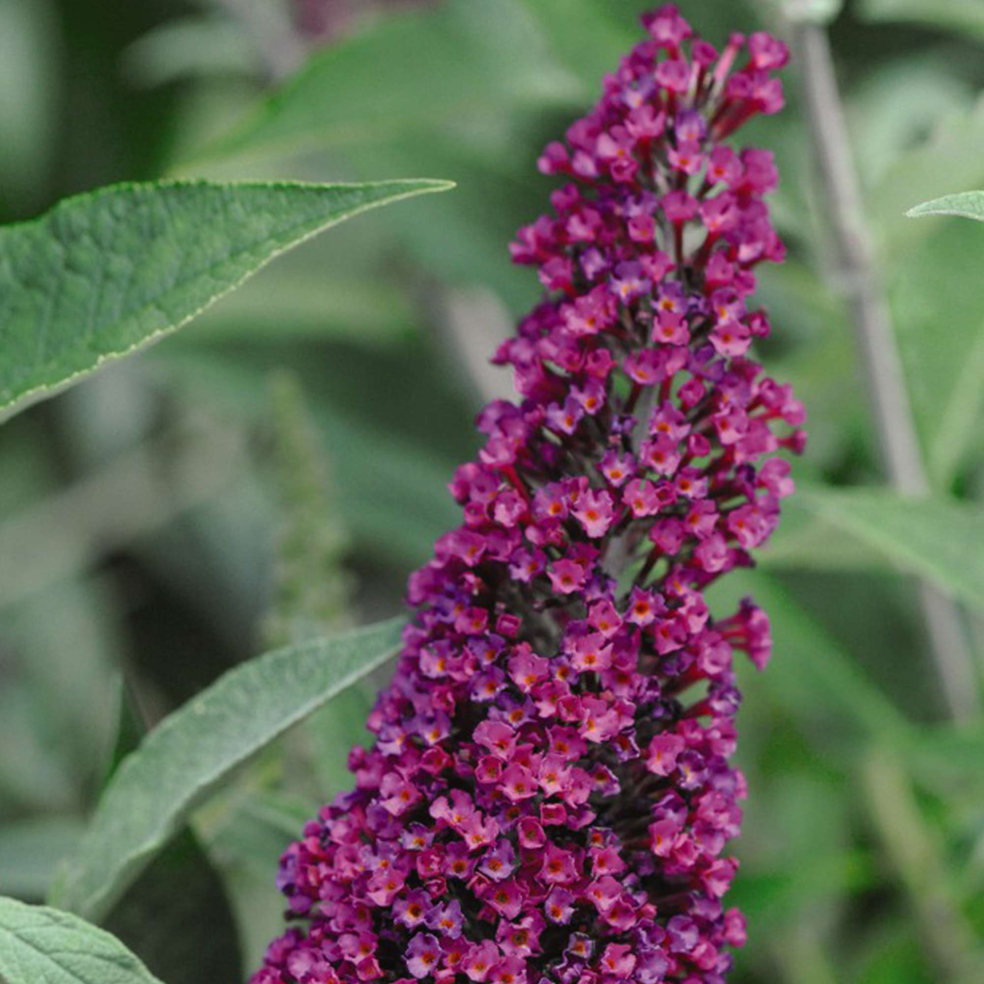 Buddleja 'Buzz Wine' image