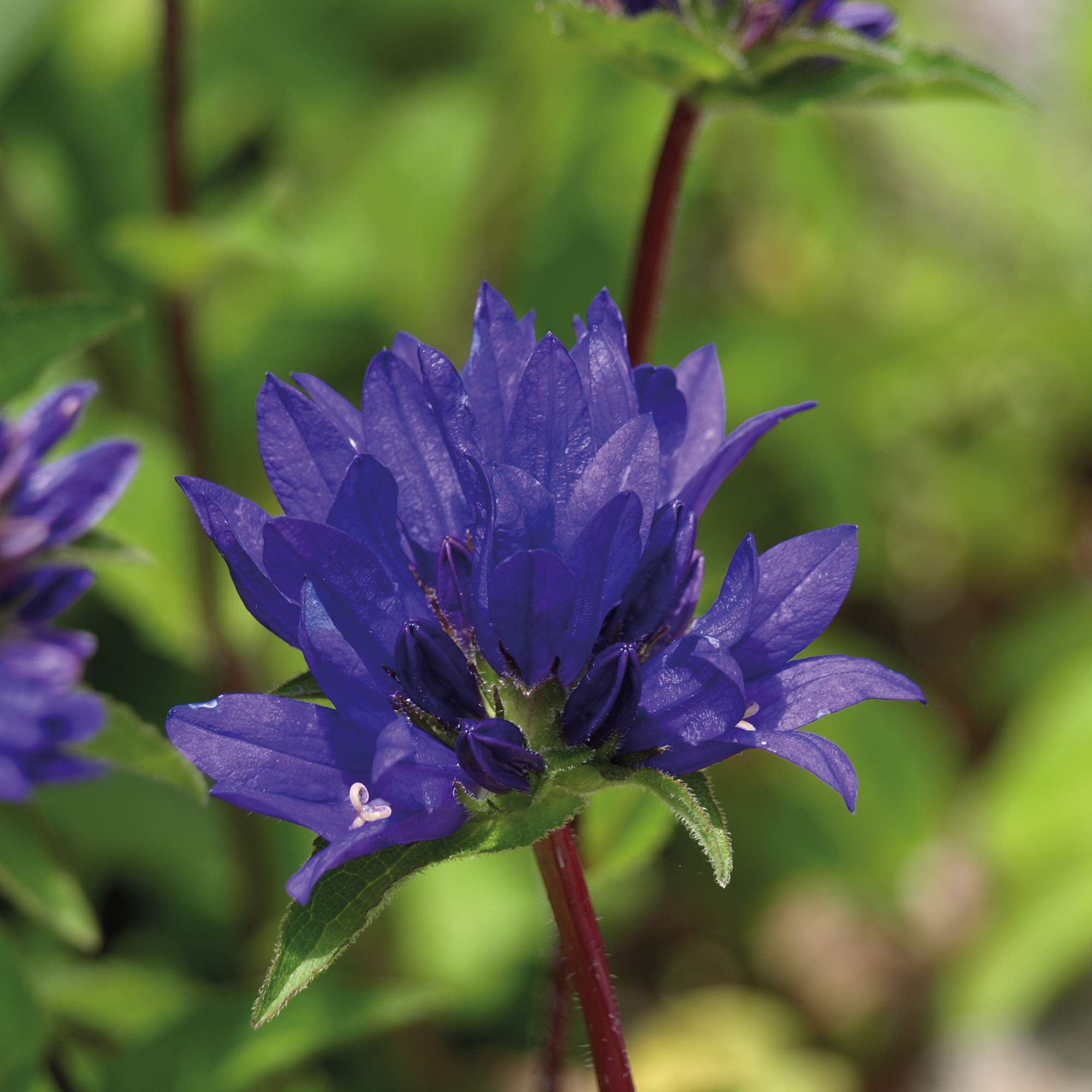 Campanula glomerata 'Superba' image