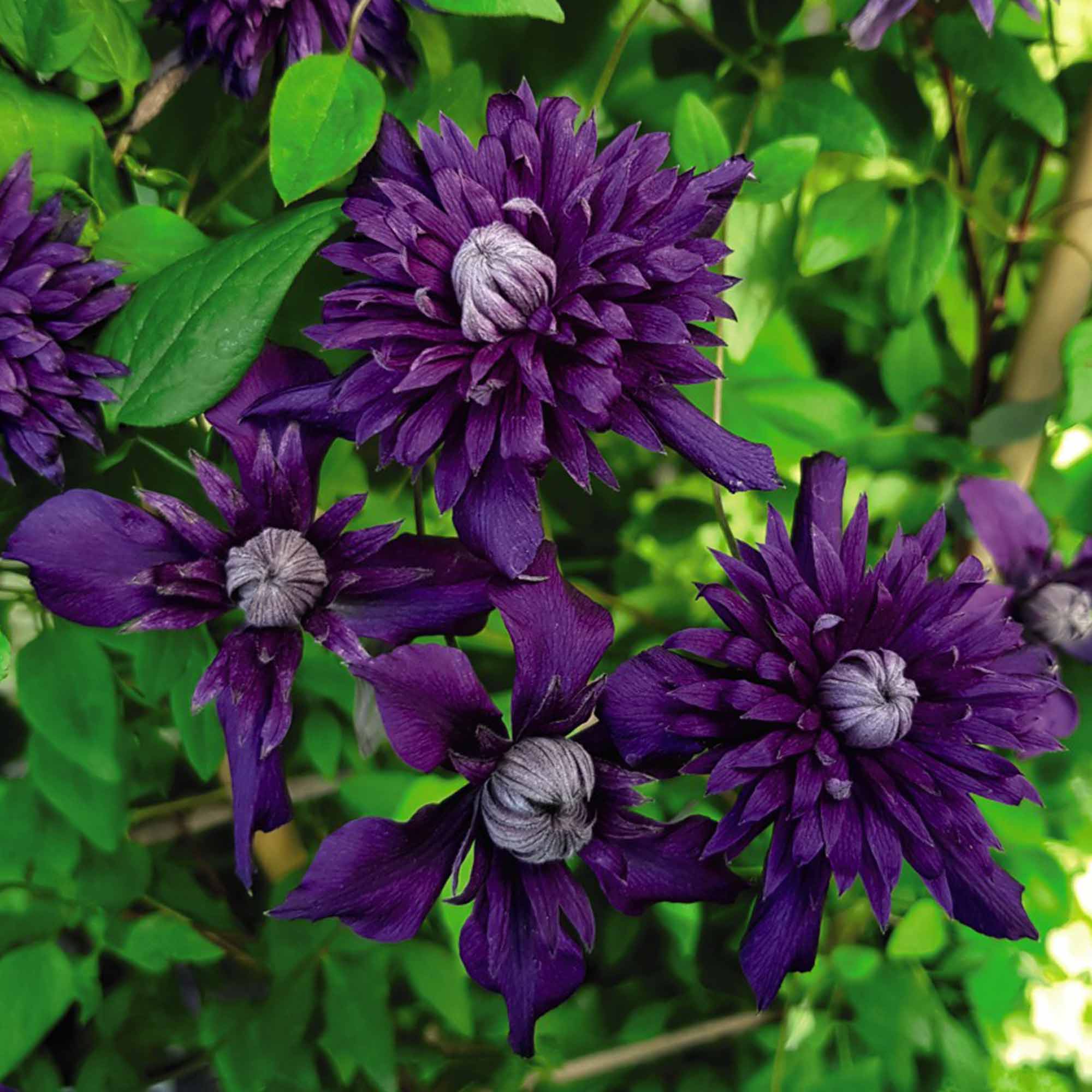 Clematis 'Kokonoe' image