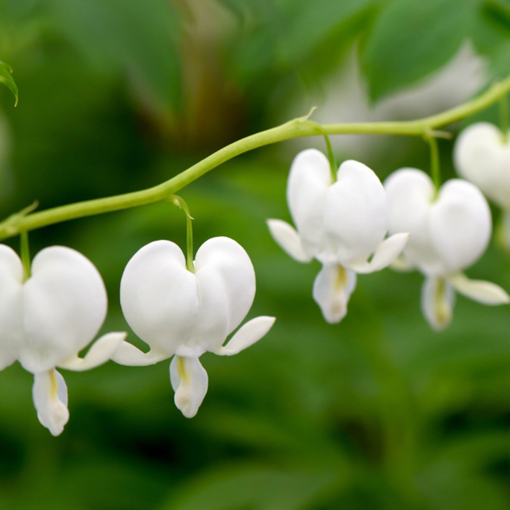 Dicentra spectabilis 'Alba' image