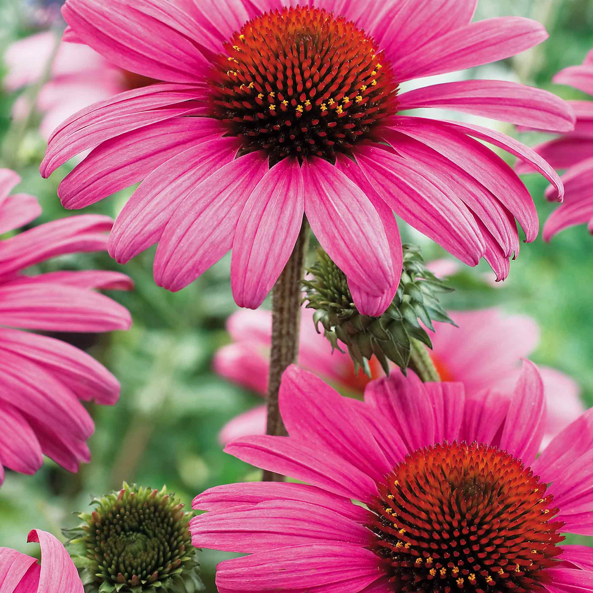 Echinacea purpurea 'Rubinstern' image