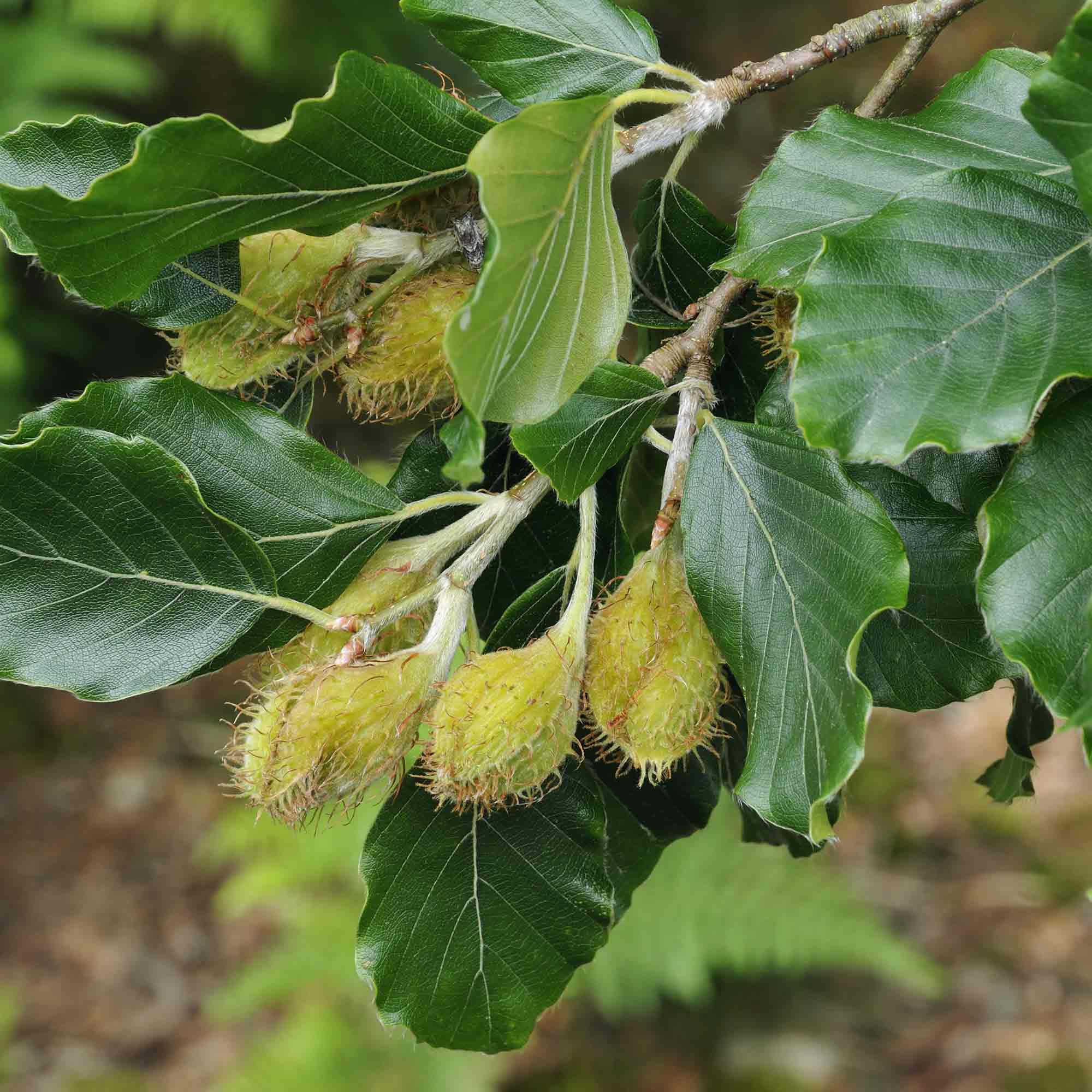 Green Beech (Hedging) image