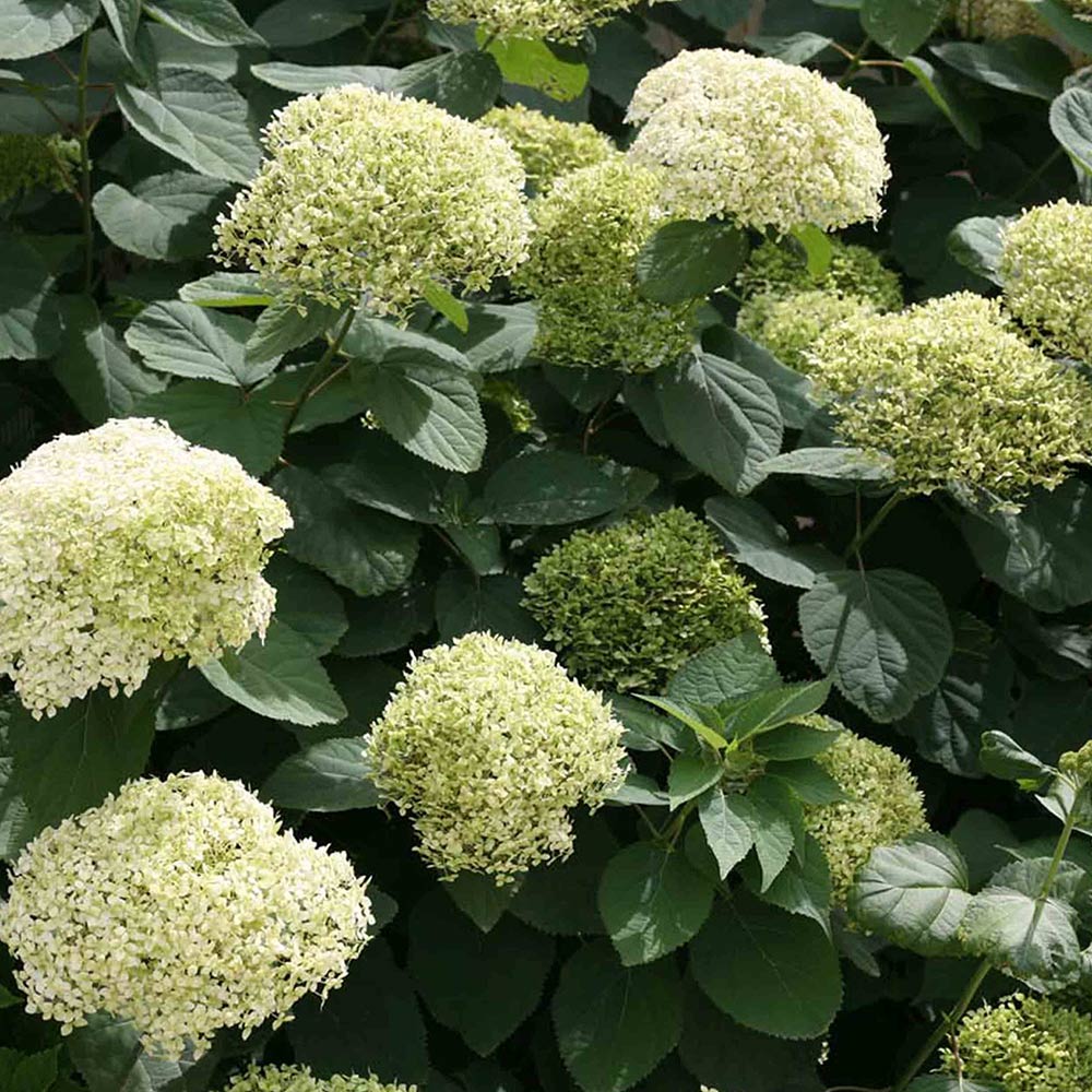 Proven on sale winners hydrangea