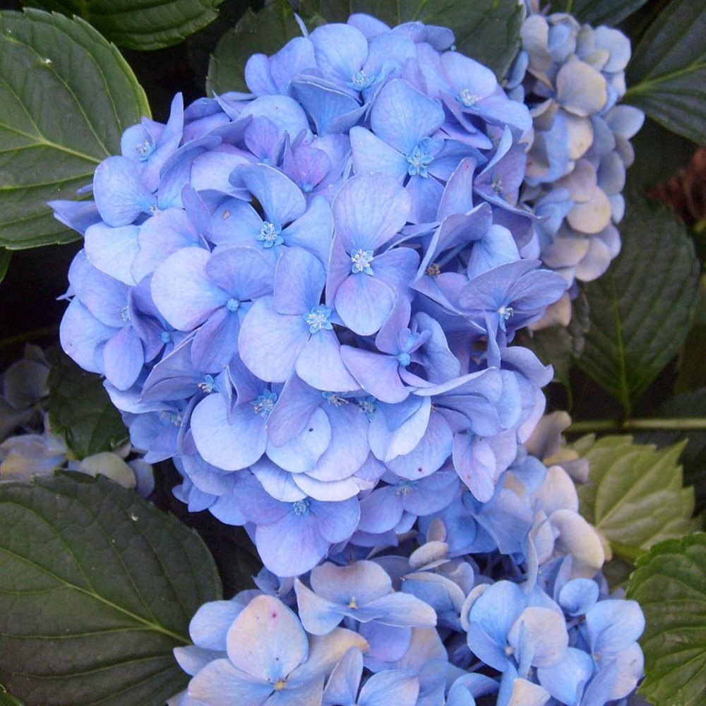 Hydrangea aspera macrophylla deals