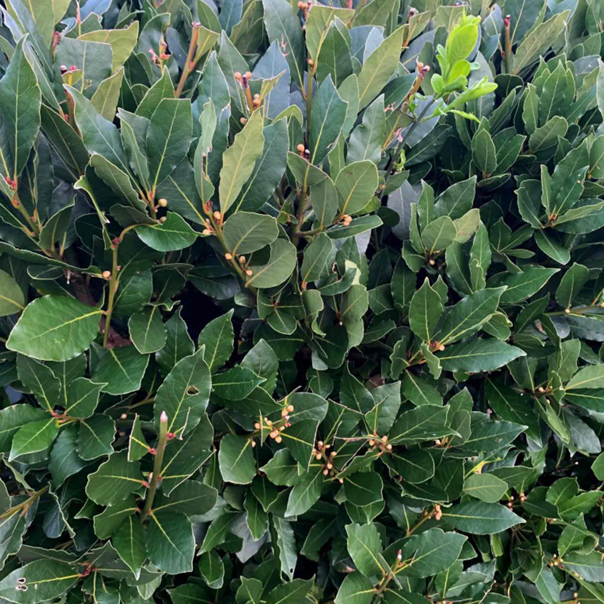 Laurus Nobilis Std 50cm Stem 2025cm 16cm Pot x 1  Dobies
