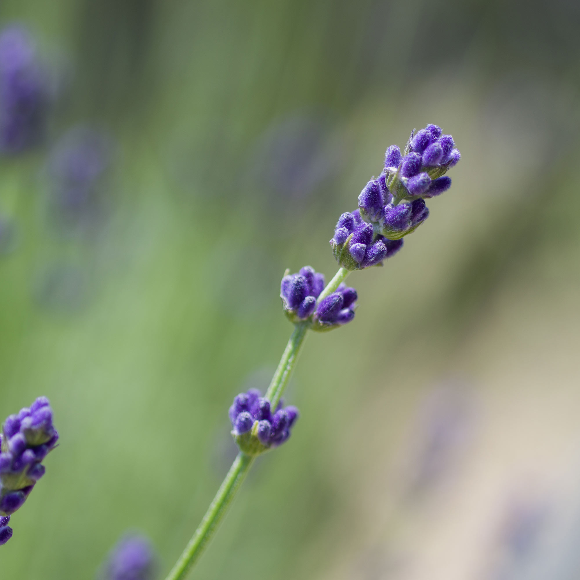 Lavender 'Imperial Gem' image