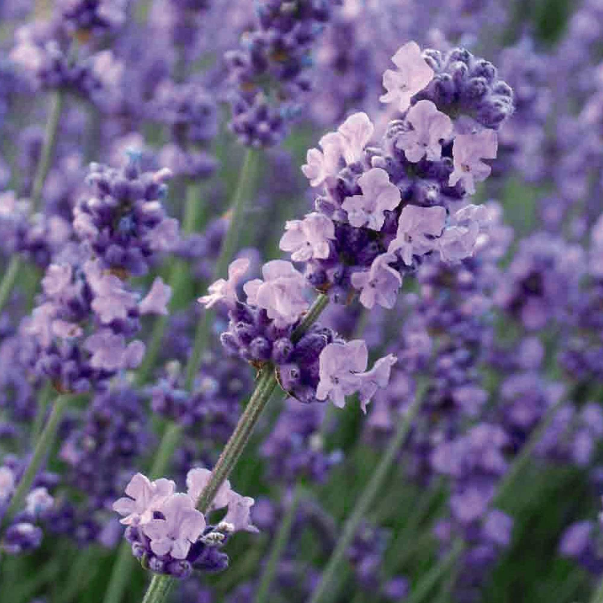 Lavender 'Melissa Lilac' image