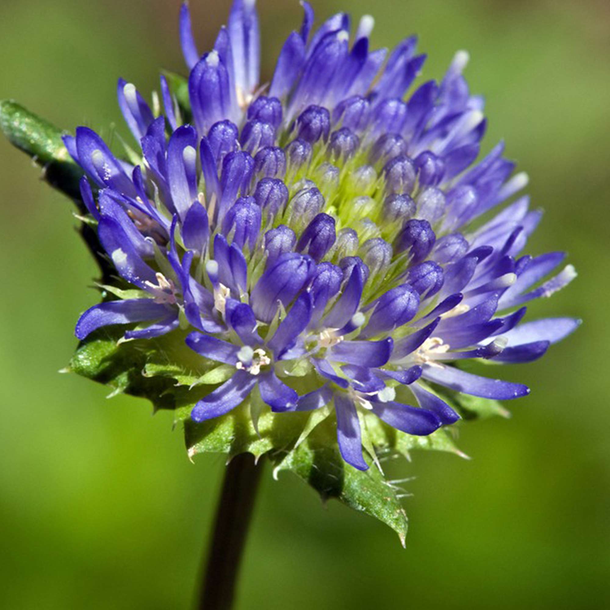 Jasione Laevis image