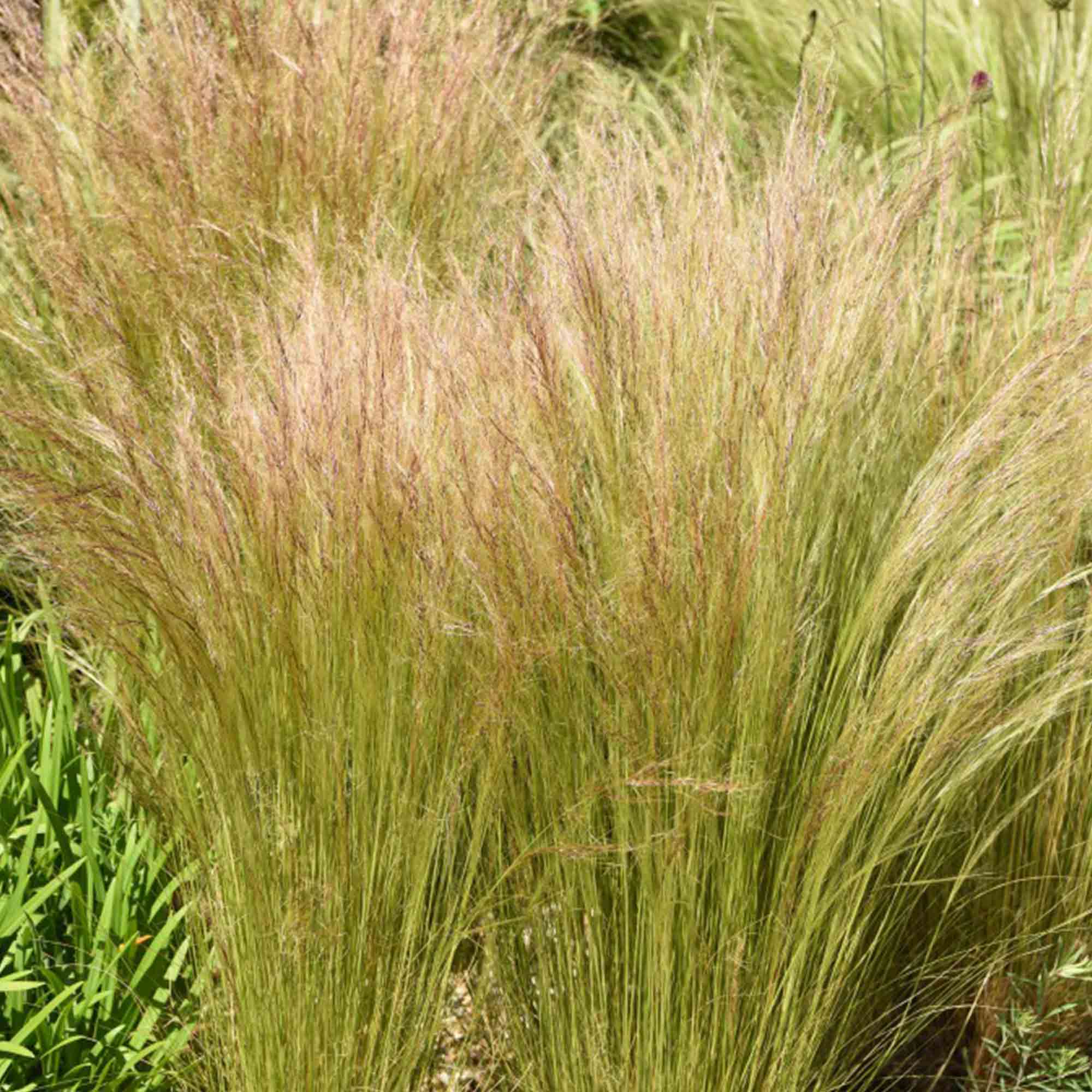 Stipa tenuissima image