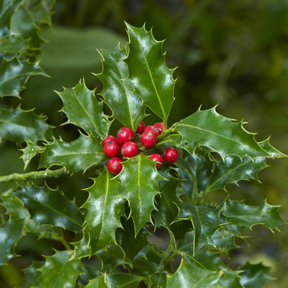 Holly 'Green Alaska' image