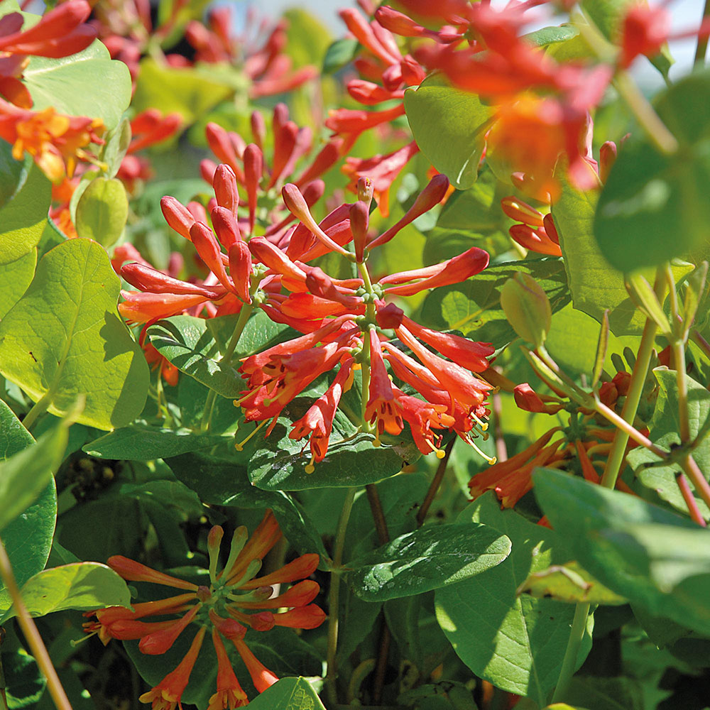 Honeysuckle 'Dropmore Scarlet' image