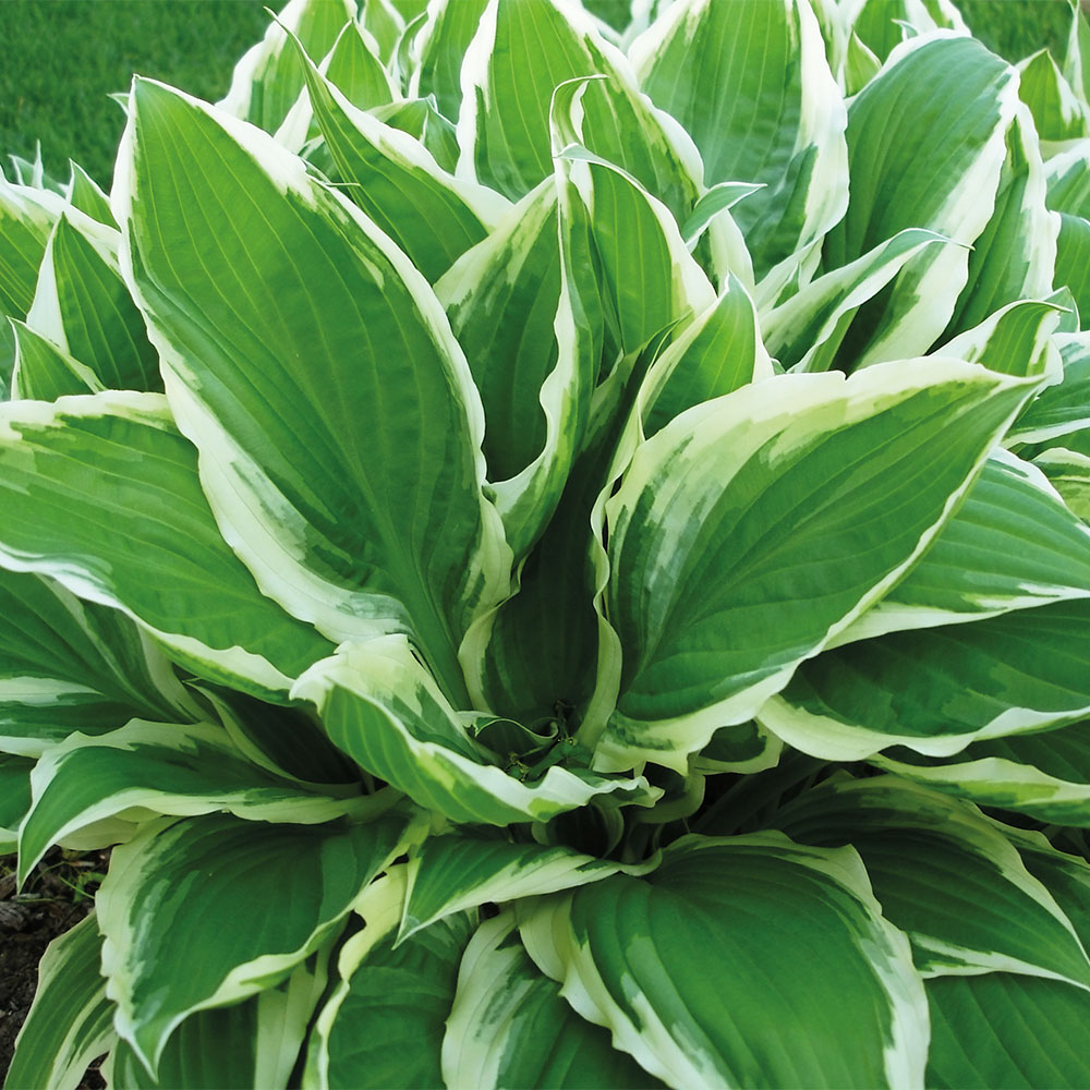 Hosta 'Wide Brim' image