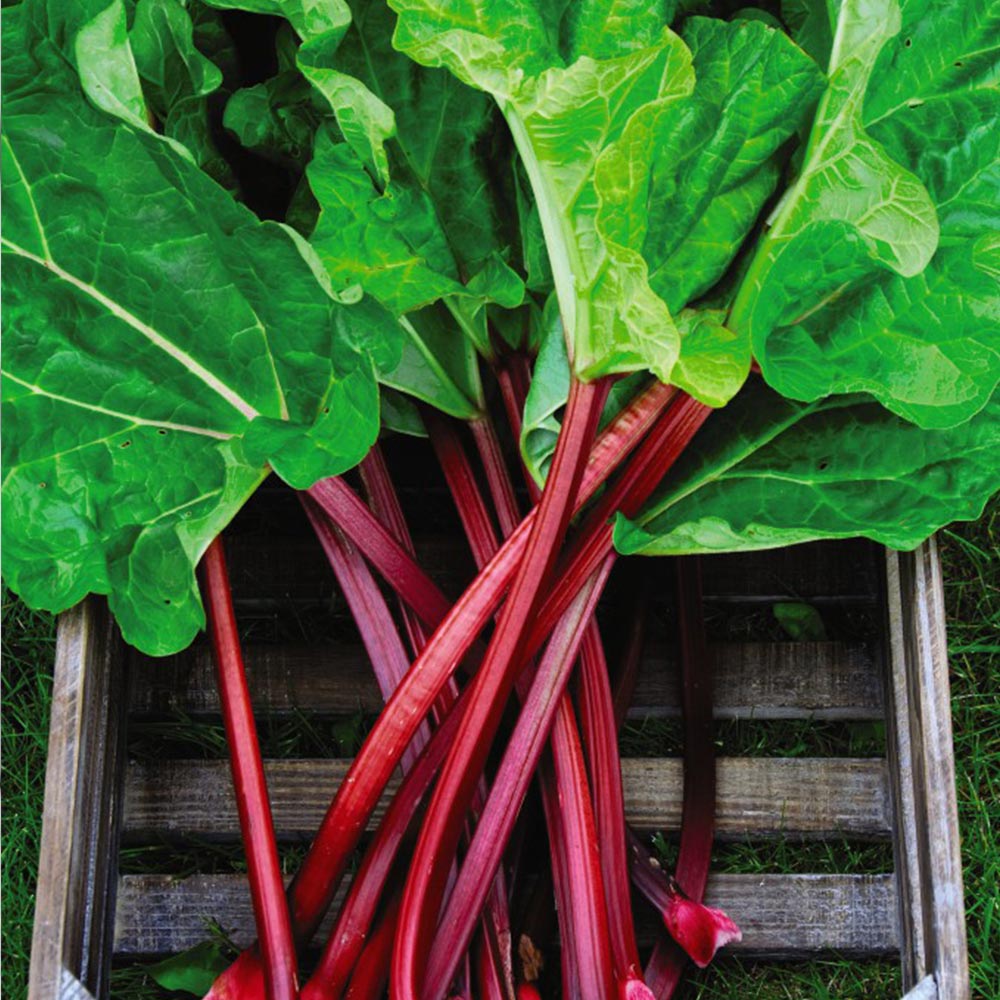 Rhubarb 'Cherry Red' Crown - The Diggers Club