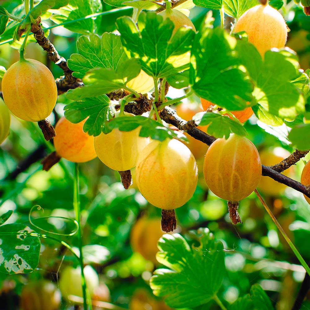 Gooseberry 'Hinnonmaki Yellow' image