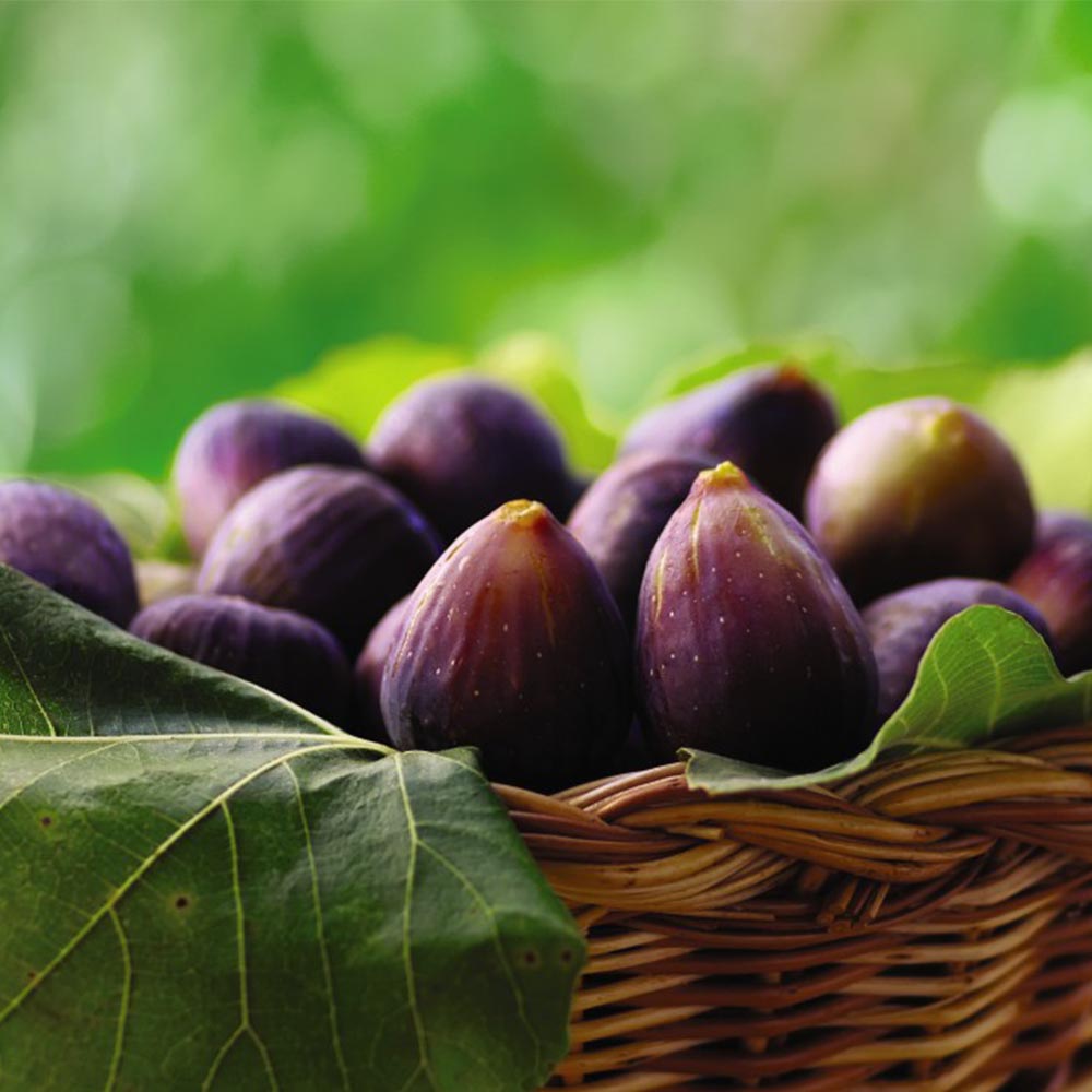 Fig 'Violette de Bordeaux' image