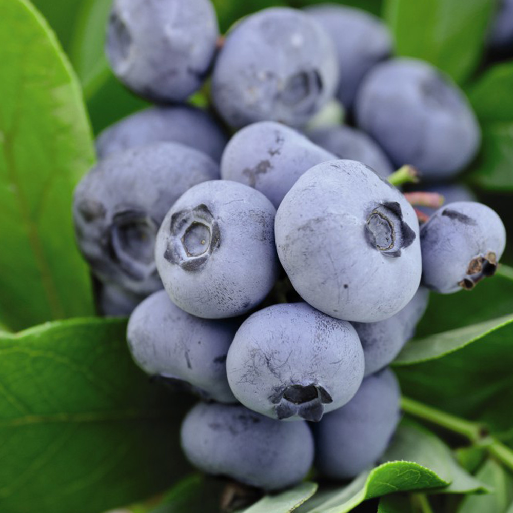 Blueberry 'Chandler' image