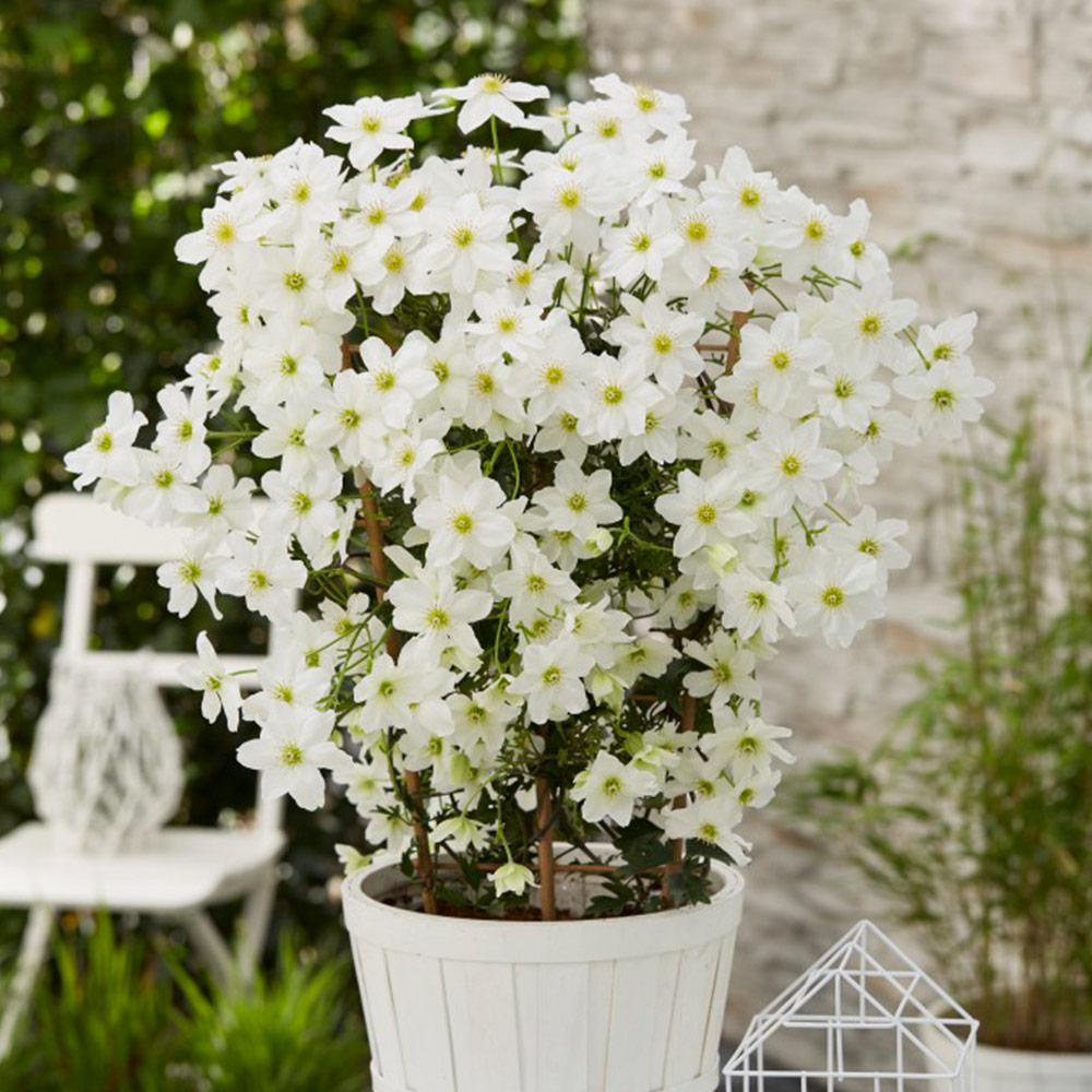 Clematis x cartmanii 'Avalanche' image