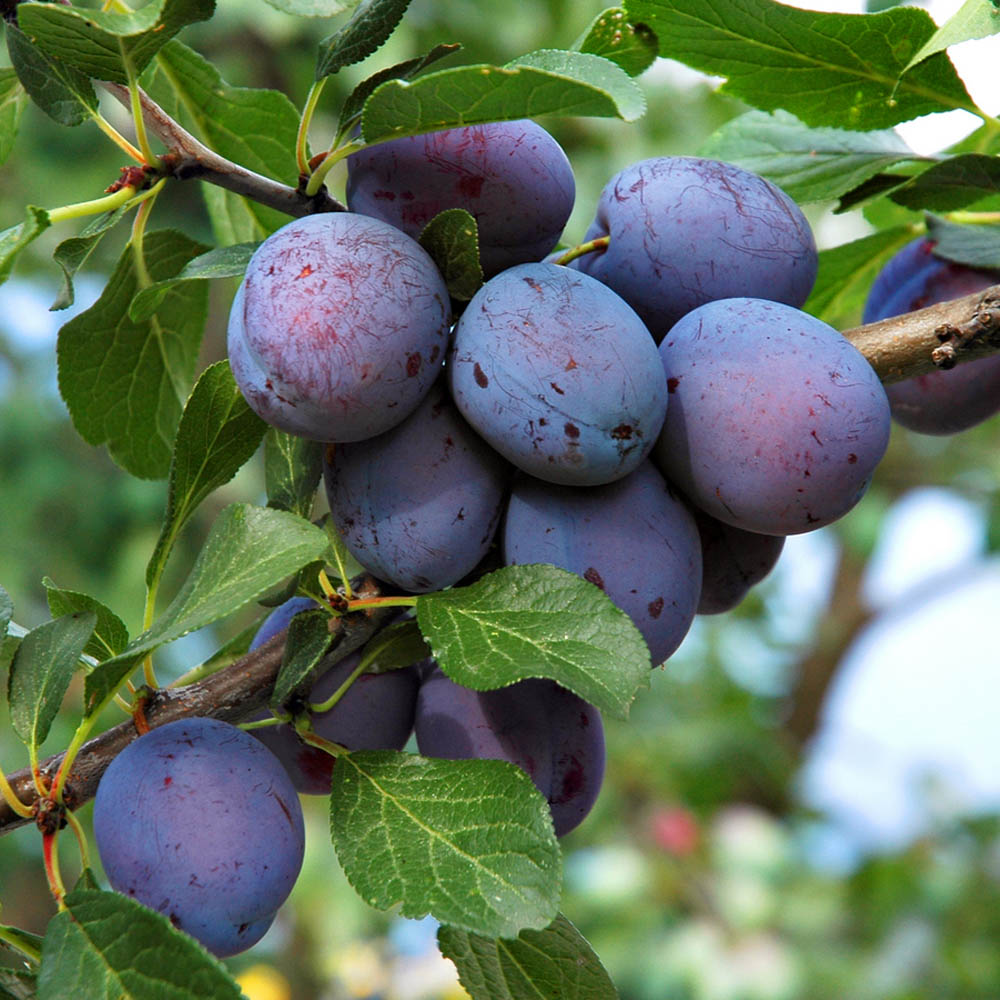 Plum 'Herman' image