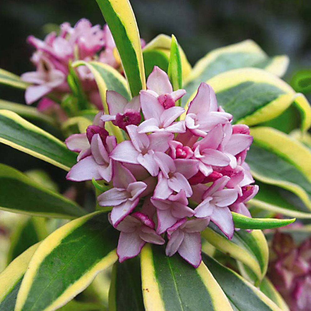 Daphne odora 'Rebecca' image