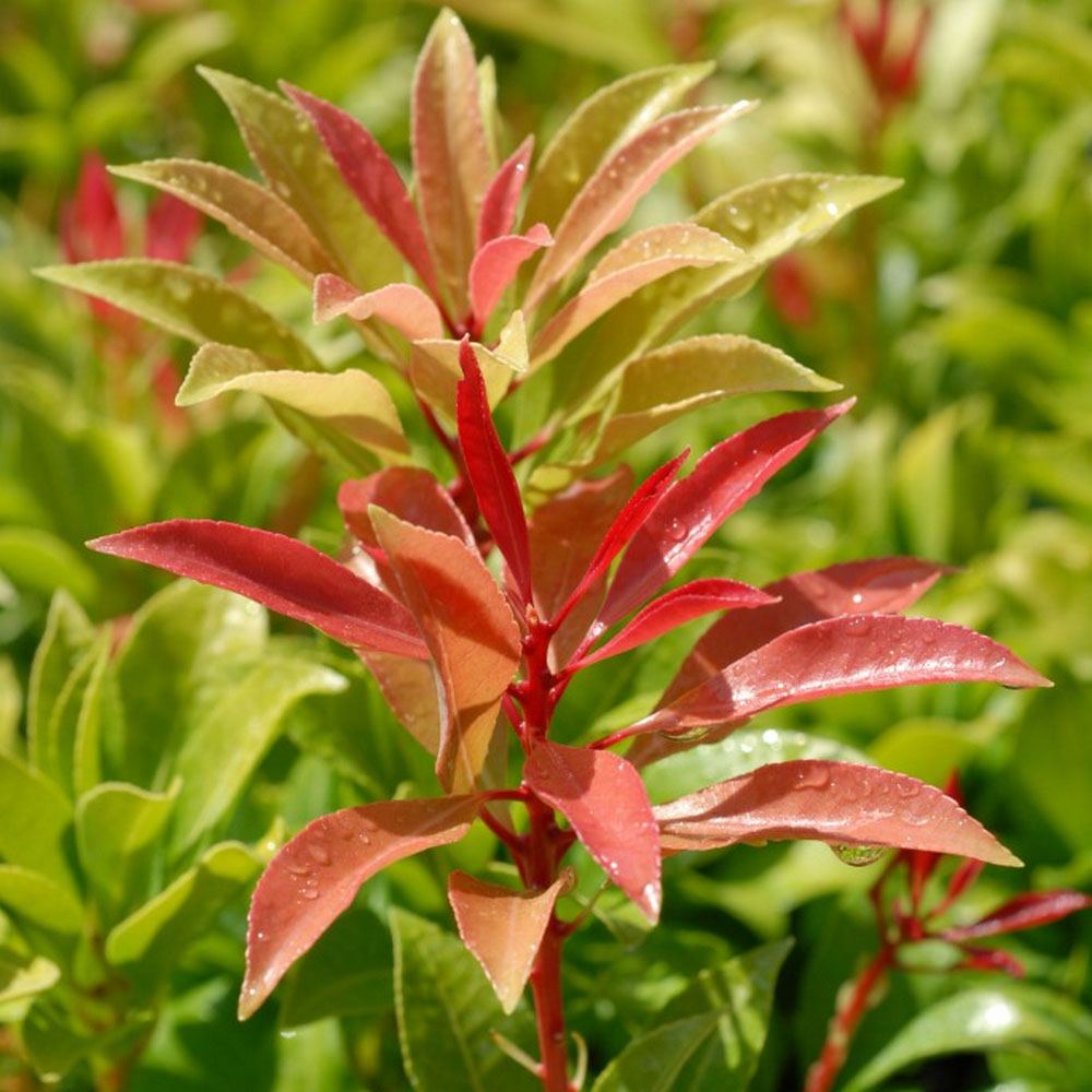 Pieris 'Forest Flame' image