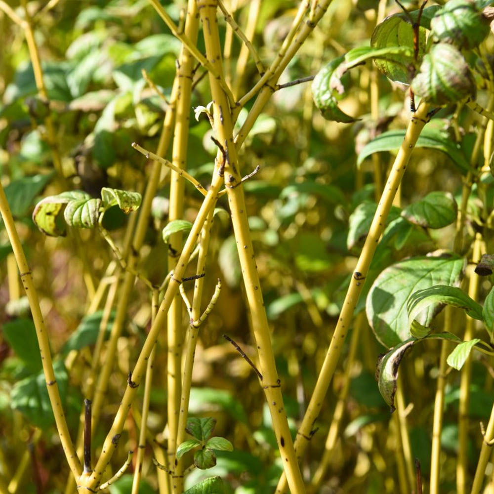 Cornus sericea 'Flaviramea' image