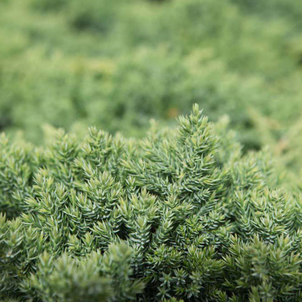 Juniperus procumbens 'Nana' image