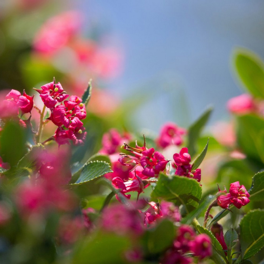 Escallonia 'Donard Seedling' image