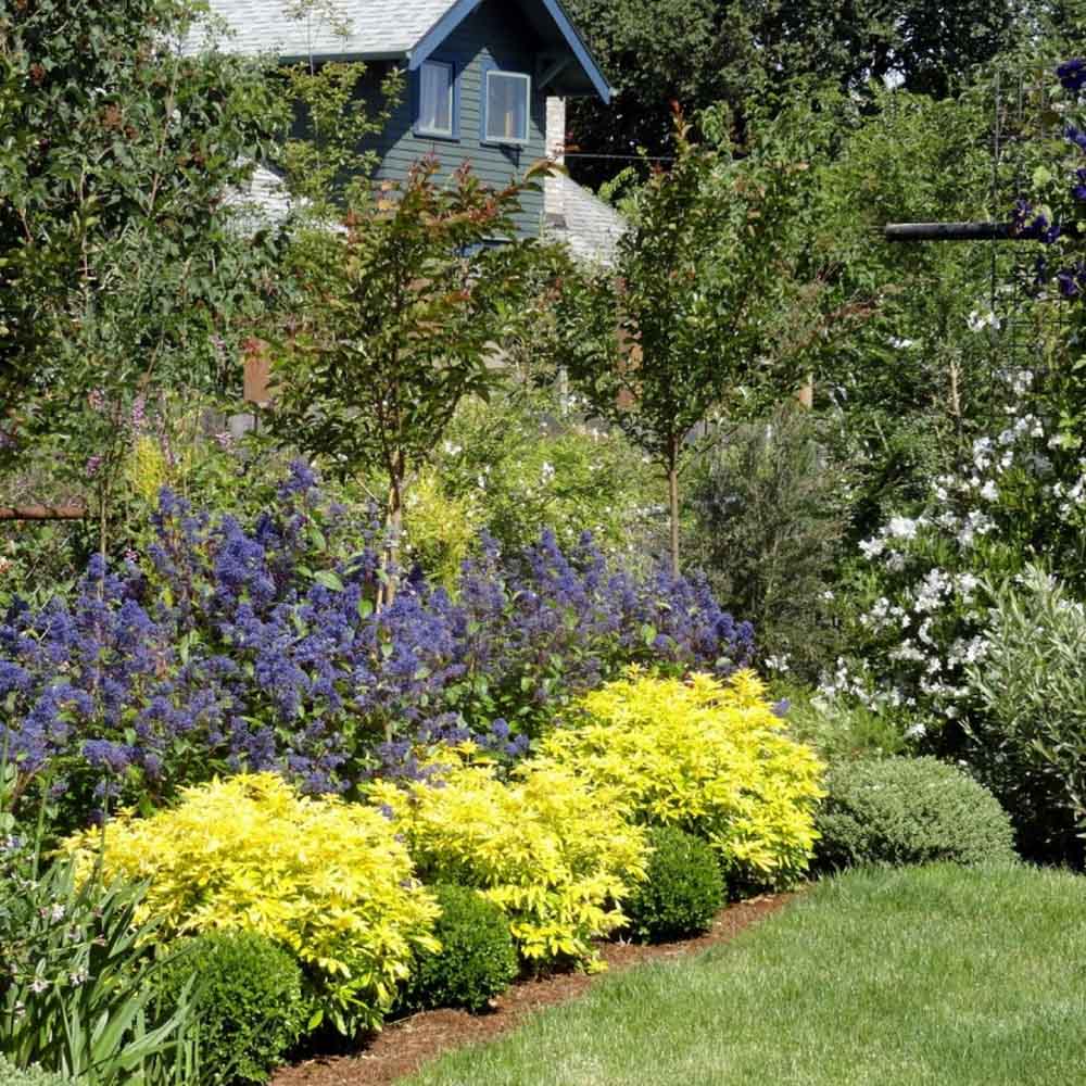 Image of Choisya companion plant lavender