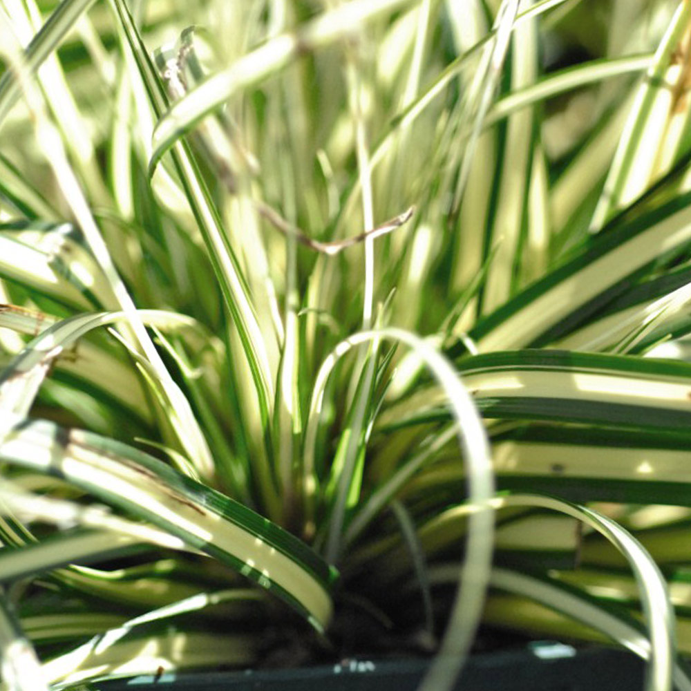 Carex oshimensis 'Evergold' image