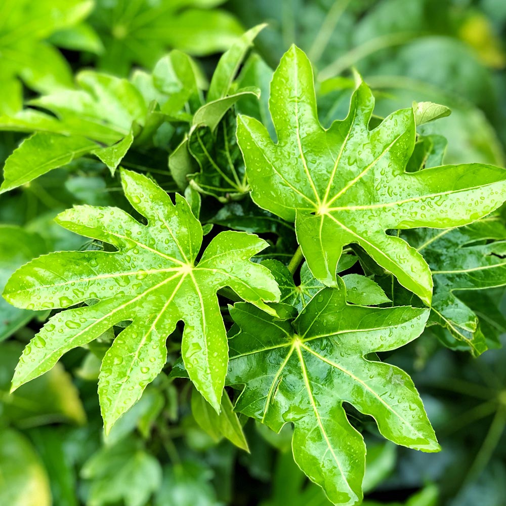 Fatsia japonica image