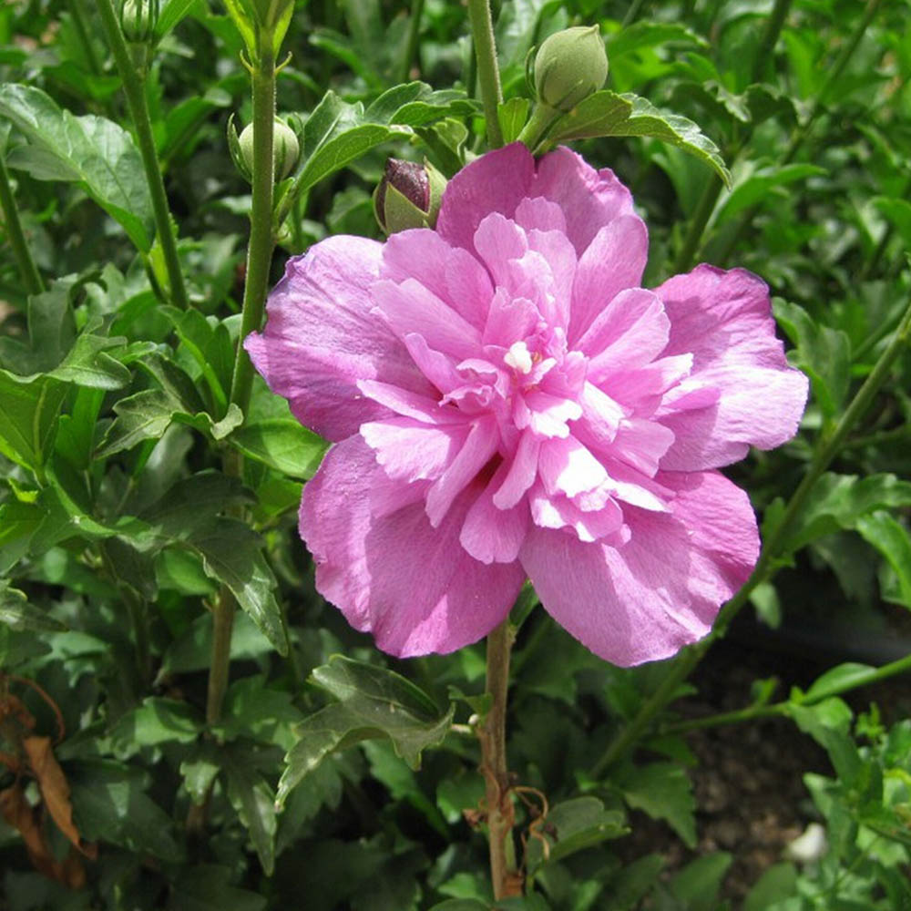 Hibiscus syriacus 'Purple Ruffles' image