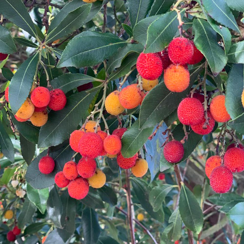 Arbutus unedo image