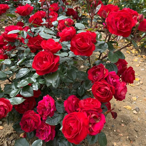 Rose 'Precious Ruby' (Floribunda Rose) image