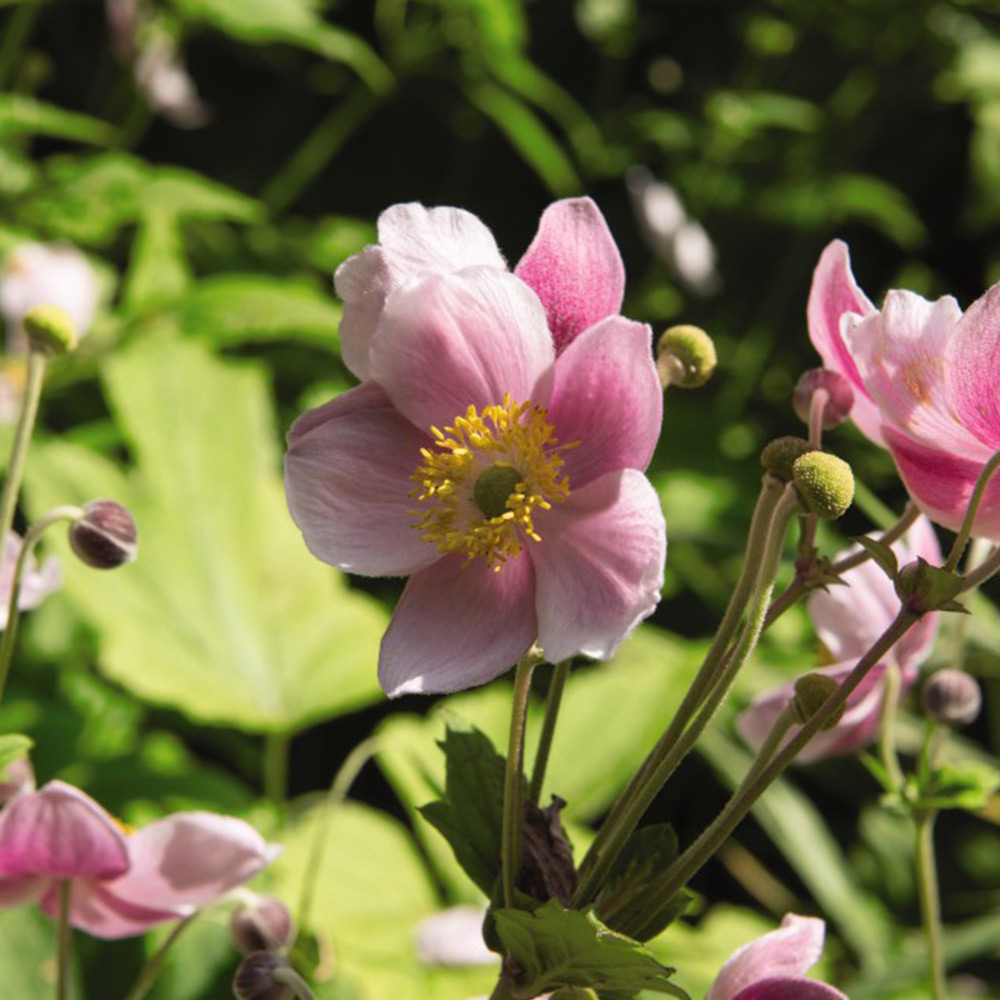 Anemone x hybrida 'September Charm' image