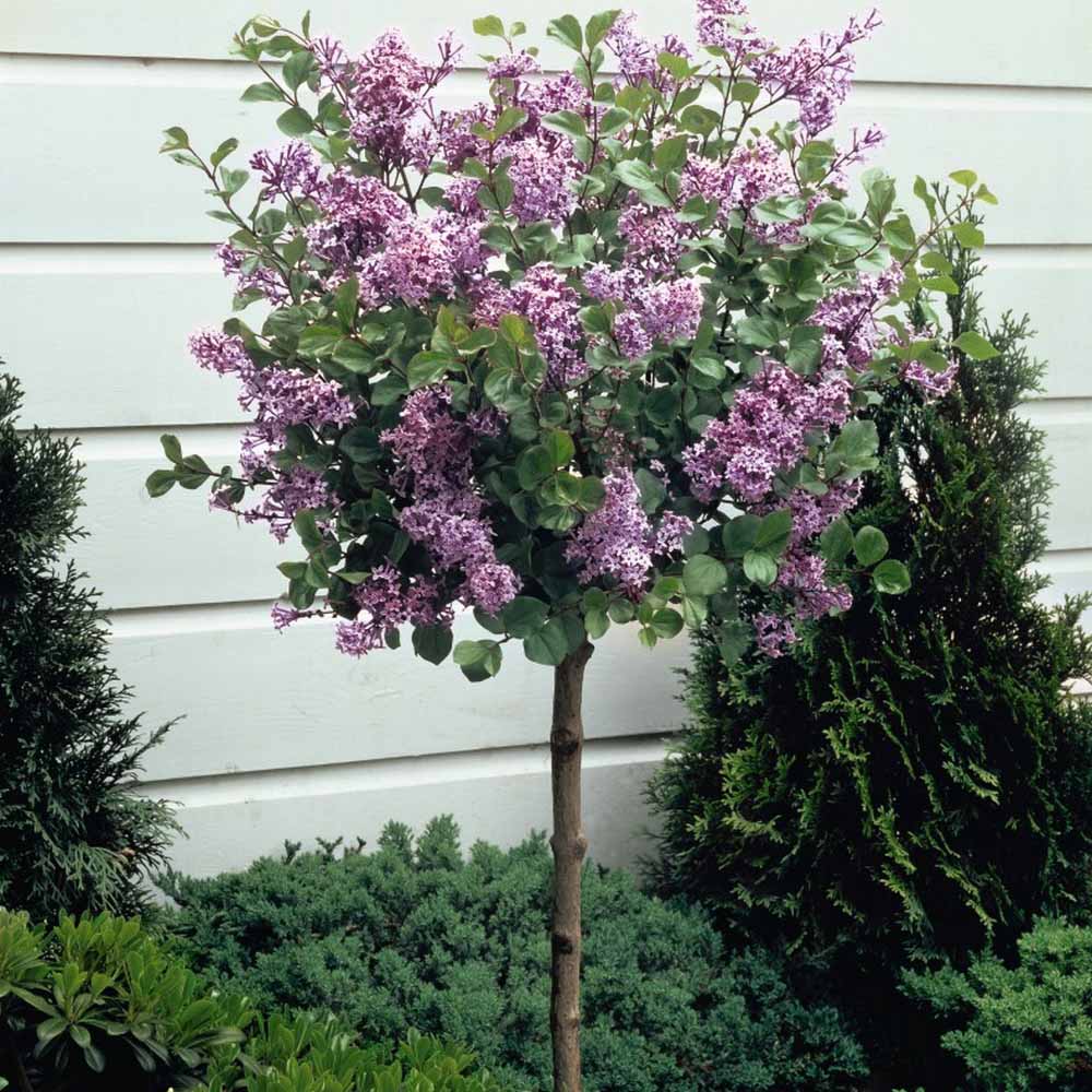 Lilac 'Palibin' (standard) image