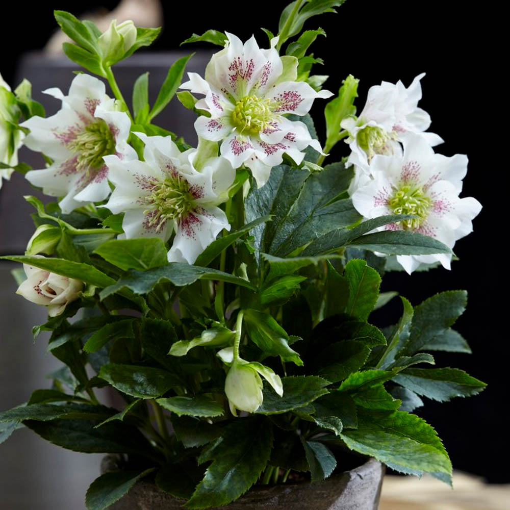 Helleborus orientalis deals