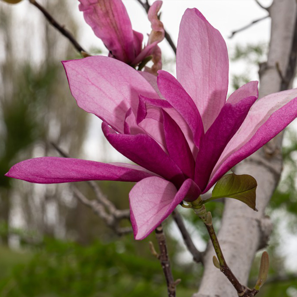 Magnolia 'Galaxy' image