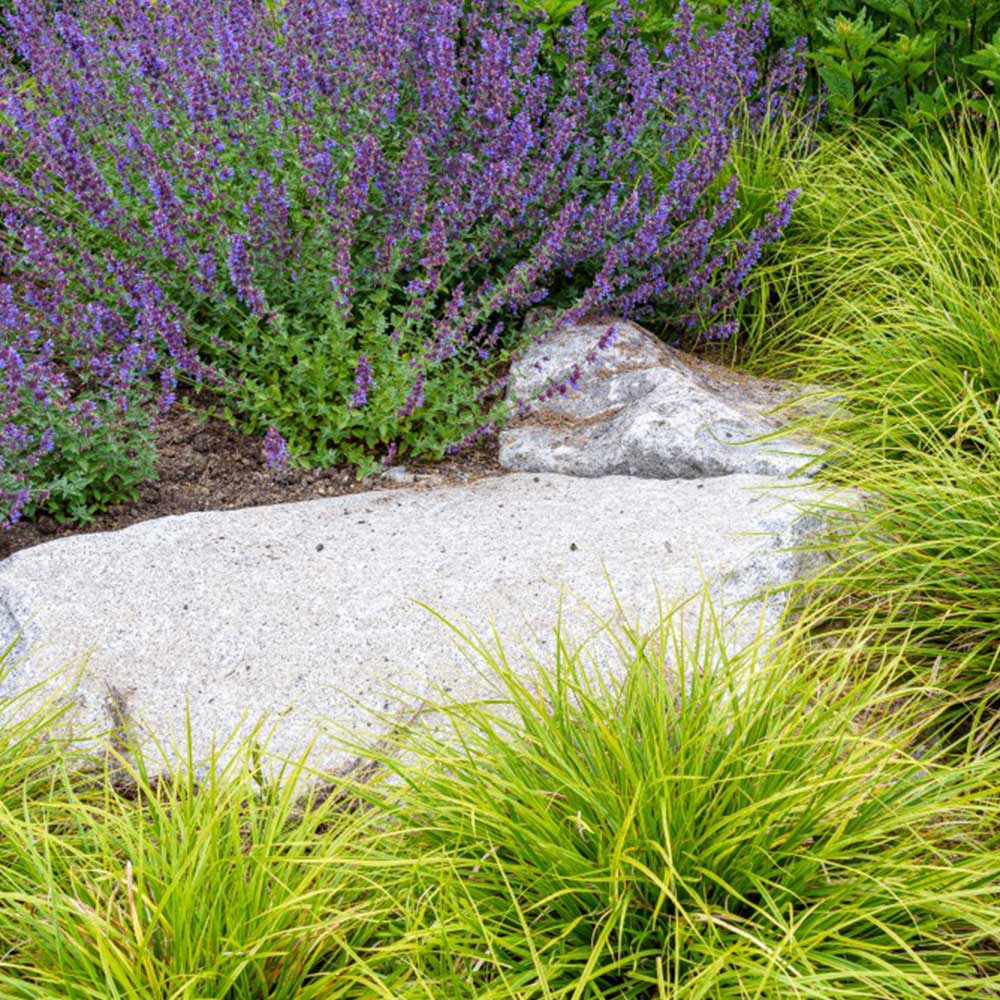 Nepeta racemosa 'Walkers Low' image