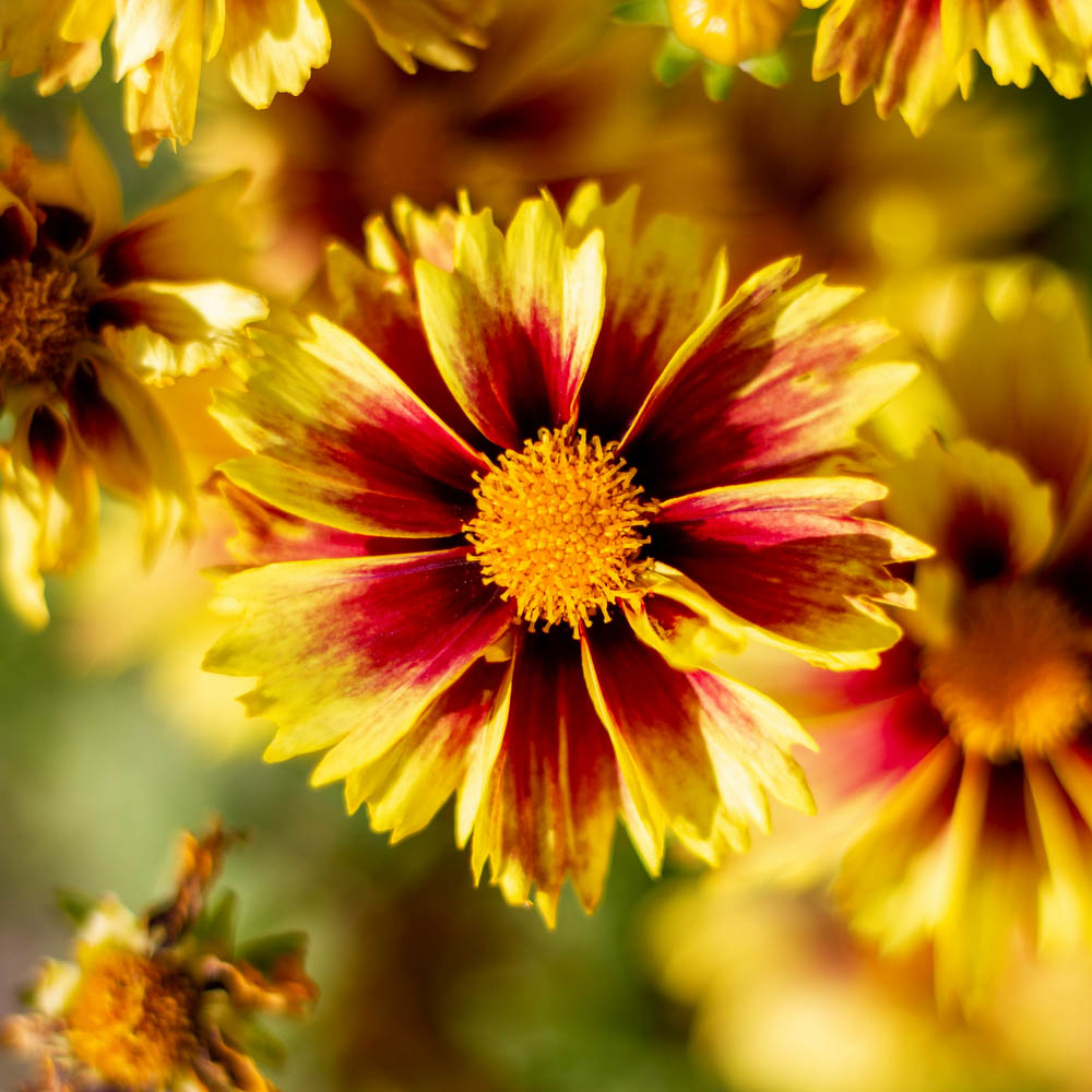 Coreopsis 'Enchanted Eve' image