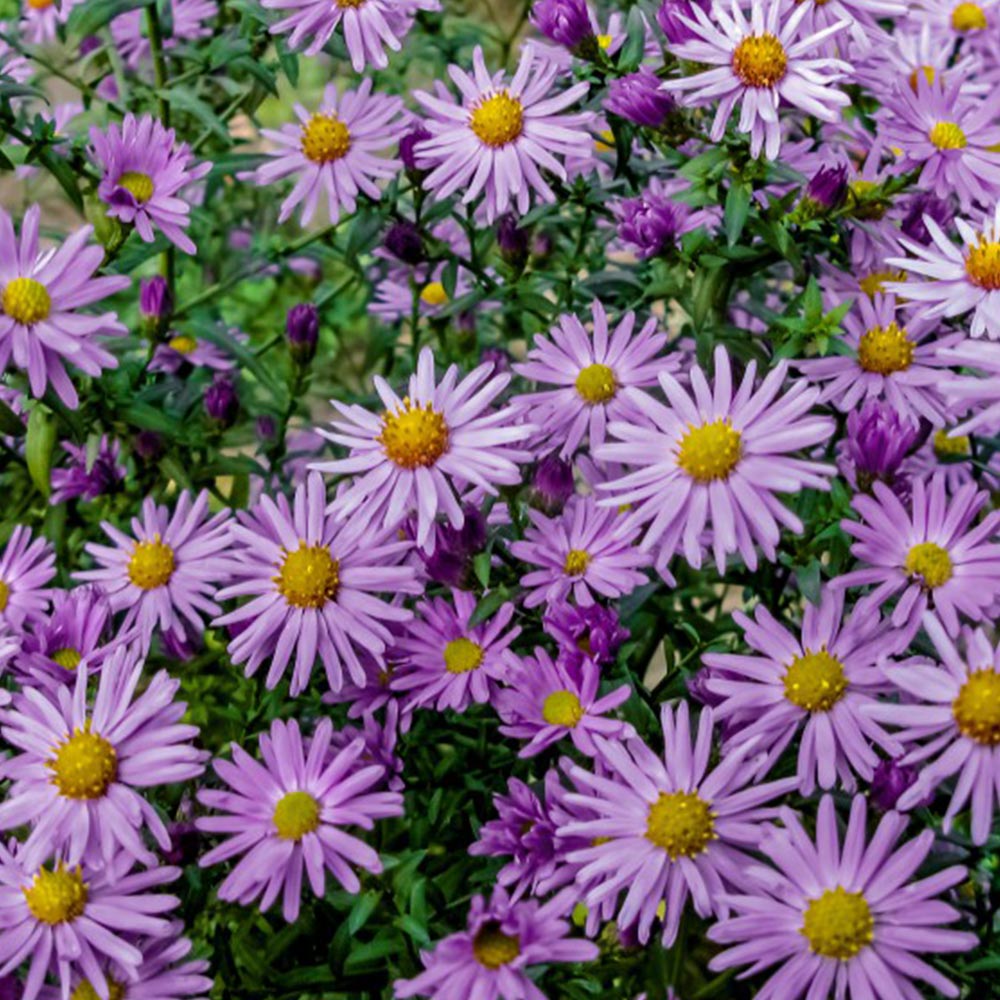 Aster 'Barbados' (Island Series) image