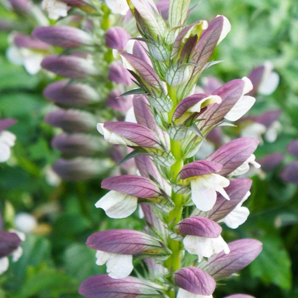 Acanthus mollis image