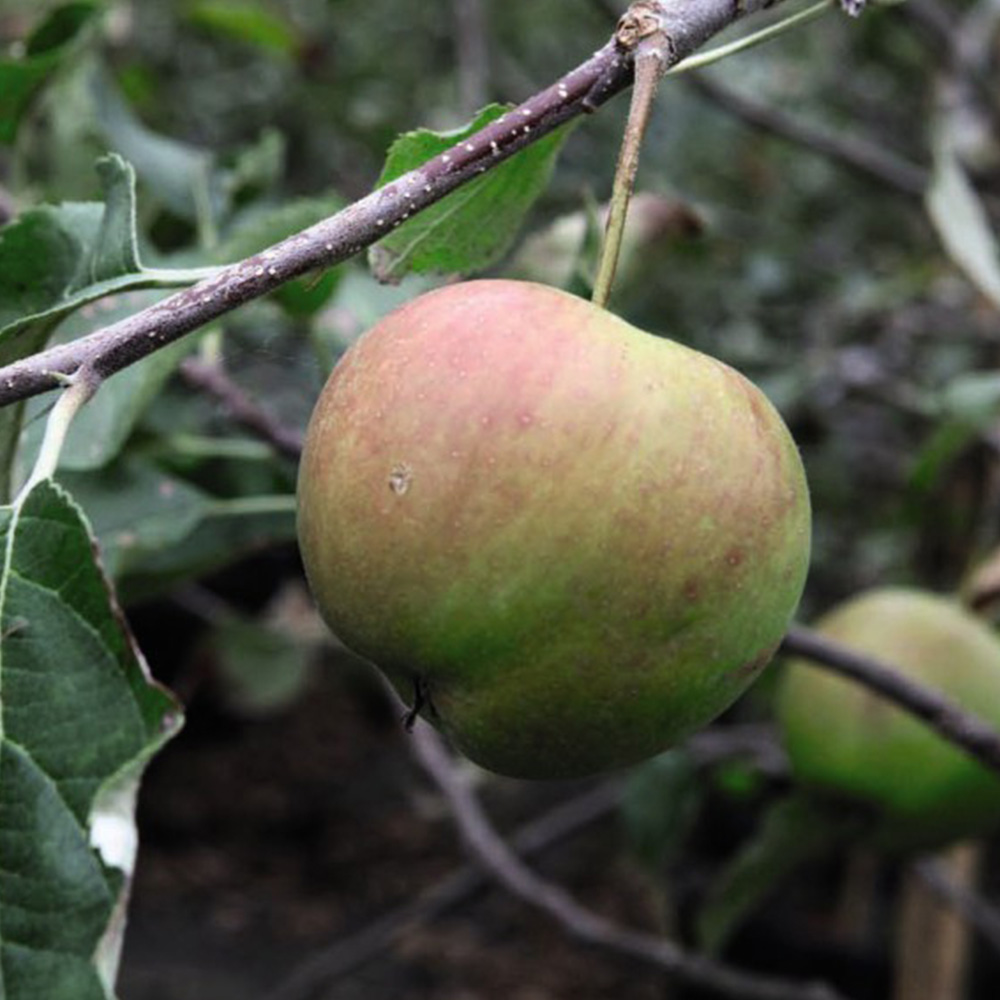 Apple 'Jonagold' image