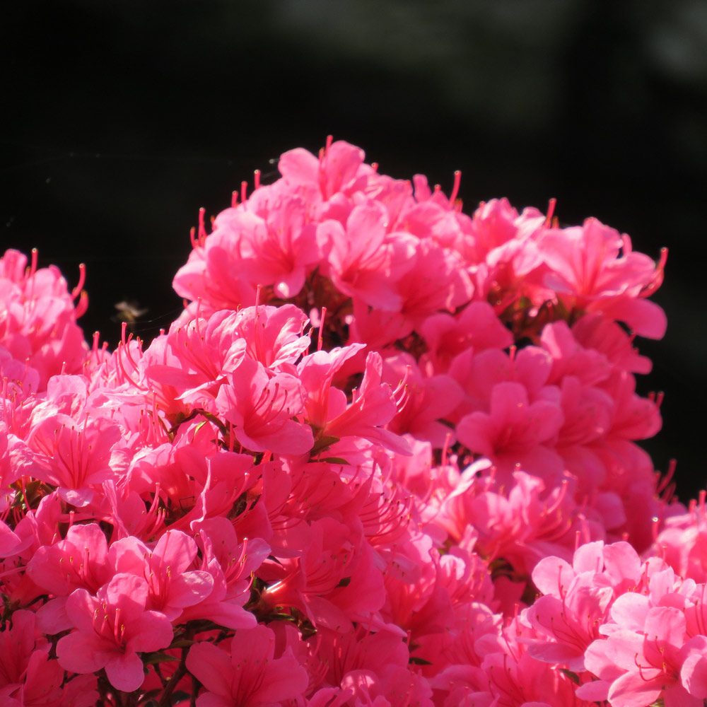 Rhododendron 'Silvester' (Azalea Group) image