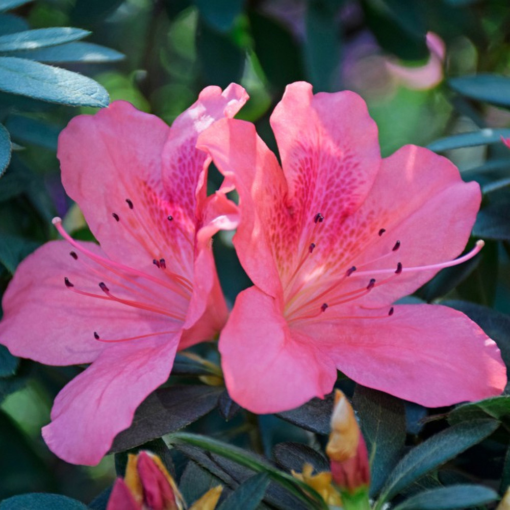 Rhododendron 'Pink Pancake' (Azalea Group) image