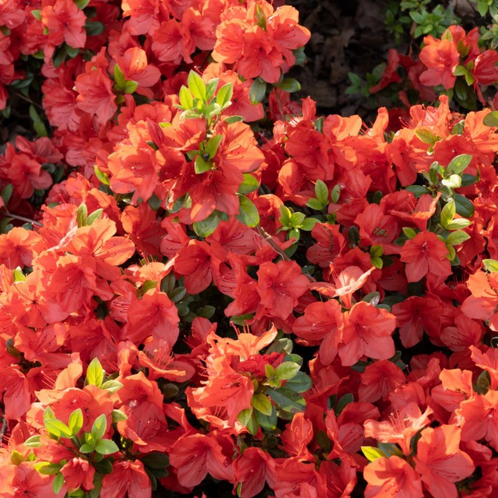 Azalea Plant - Geisha Orange image