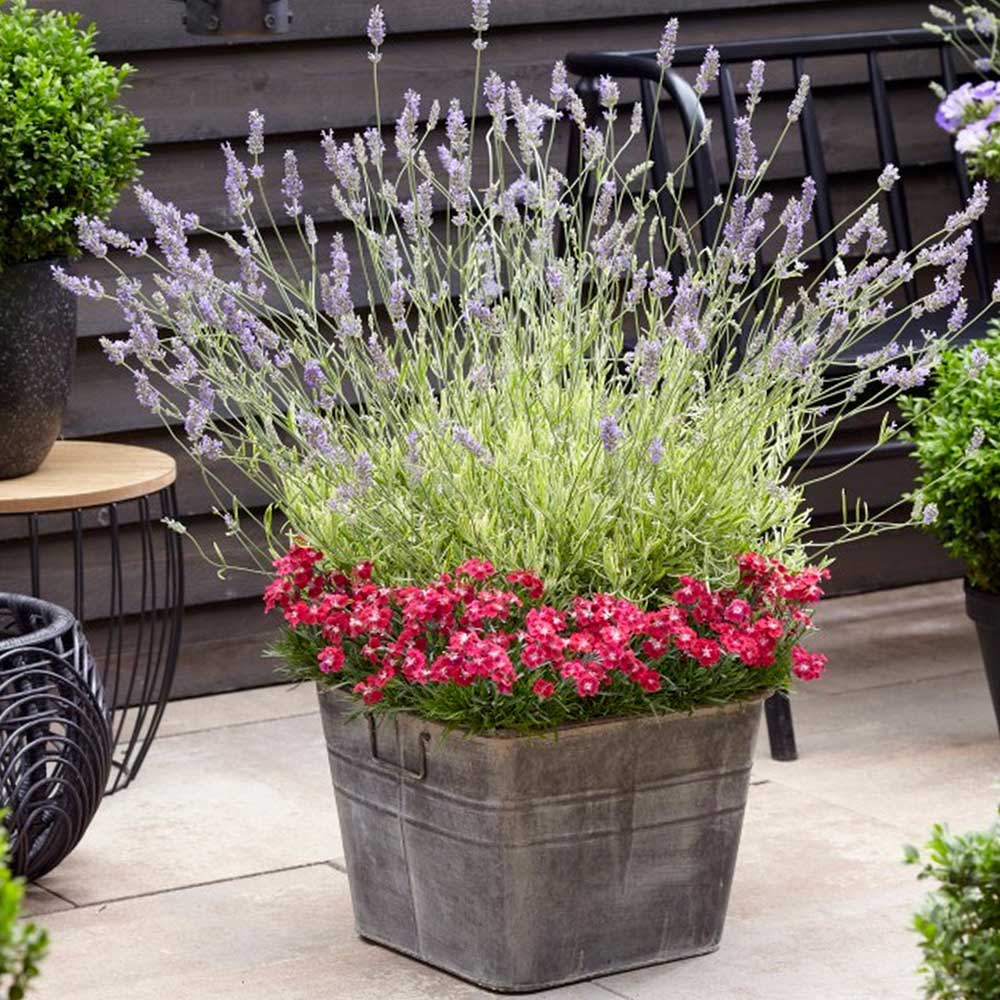 Lavender angustifolia 'Platinum Blonde' image