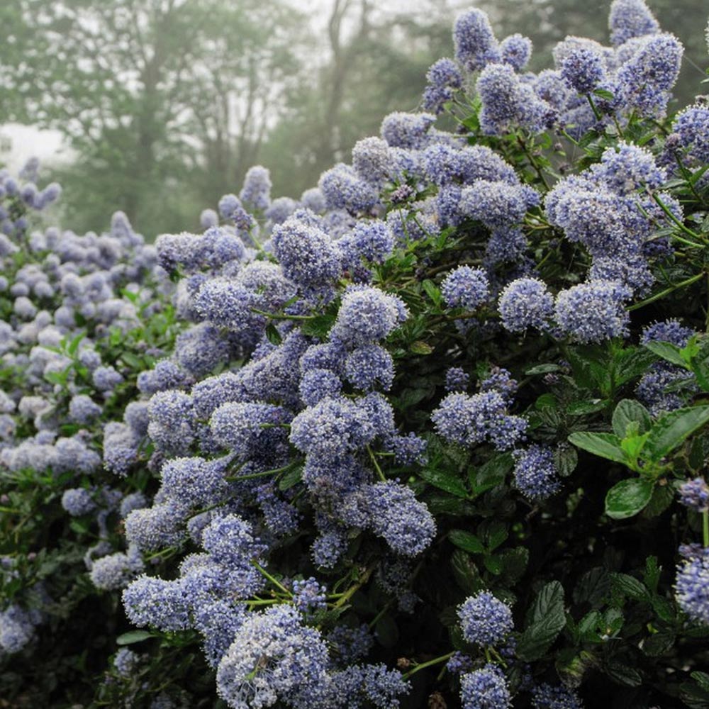 Ceanothus 'Puget Blue' image